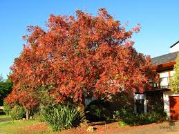 Image result for Ekebergia