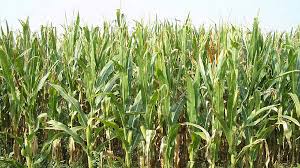 Check spelling or type a new query. Penyakit Hawar Daun Kerap Menyapa Tanaman Jagung Dimusim Basah