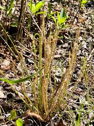 Image result for Secamone filiformis