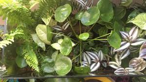 For the instructions, visit the diy network. 5 Easy Steps To Turn Your Old Fish Tank In A Stunning Garden Your Indoor Herbs