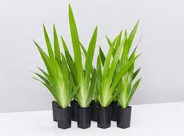 It grows well in the ground or in pots. Neomarica Northiana Walking Iris Plants For Sale Buy Online Aus