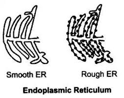 The Fundamental Unit Of Life Class 9 Notes Science Chapter 5 Learn Cbse Class9sciencenotes Class9thsciencenotes Cbseclass9 Science Notes Science The Unit