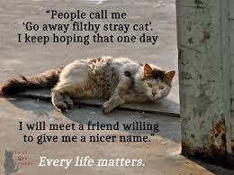 Pin By Kathleen Quinn On My Inner Crazy Cat Lady Cats Stray Cat Crazy Cats