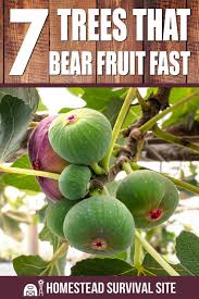 A good rule of thumb is to have one male tree for every six females. 10 Trees That Bear Fruit Fast Homestead Survival Site Winter Vegetables Gardening Fruit Fruit Trees