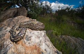 Image result for Dissotis anchietae