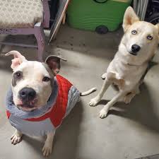 Passion for Pitties...