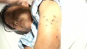 Résultat de recherche d'images pour "giant hornet japan"