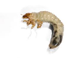 How To Prevent Chafer Grubs From Ruining Your Lawn Cleenly