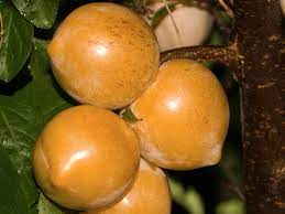 Get directions, reviews and information for california tropical fruit tree in vista, ca. Pin On Home Garden Edibles