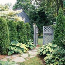 Here then are ten excellent tall shrubs to consider when landscaping for privacy. Privacy Shrubs 13 Evergreens To Consider This Old House