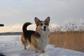 Pembroke welsh corgi puppies avaliable now. Cardigan Welsh Corgi Puppies For Sale In Wisconsin