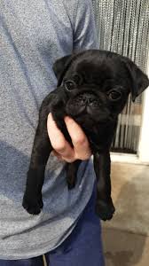 He is aca registered, vet checked, vaccinated, wormed and comes with. Pug Puppies For Sale North Carolina Central University Durham Nc 297803