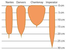 Canada Carrot Seeds 100000 Seeds