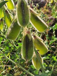 Image result for Crotalaria polysperma