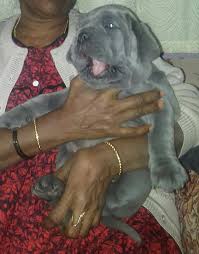 373 dog breed profiles, each breed has its own unique temperament. Sandykennels Napoleon Mastiff Puppies Facebook