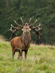 Top 10 Fastest Animals On The Planet World S Fastest Animals Pets Animals Majestic Animals Animal Photography