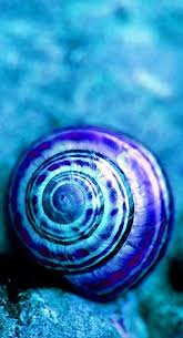 seashell おしゃれまとめの人気アイデア pinterest vicky 母なる自然 貝殻 美しい花