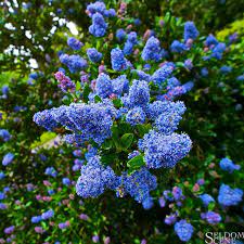 Blue Kaboom Seldom Scene Photography Trees To Plant Hummingbird Garden Butterfly Garden