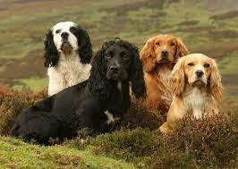 20 Once Popular Dog Breeds That Are On The Decline Spaniel Breeds English Cocker Spaniel Cocker Spaniel Dog