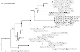 Image result for Vittaria guineensis