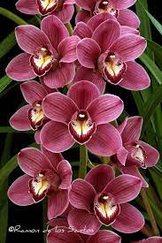 Cym Miss Dorothy Orchid Plant Care Flowers Photography Orchid Flower