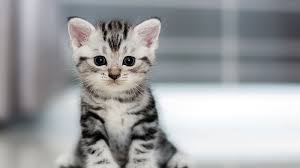 We did not find results for: Apakah Benar Bulu Kucing Menyebabkan Kemandulan Ini Penjelasan Dokter Tribun Jakarta