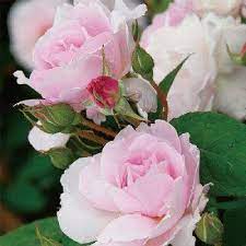 夢香 yumeka flowers rose plants