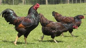 Maybe you would like to learn more about one of these? Cornish Chickens Stocky Compact Hardy Youtube