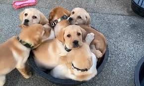 See what to expect when you choose this majestic breed. Labrador Retriever Puppies Pile Into Bowl In Adorable California Breeder S Video Daily Mail Online
