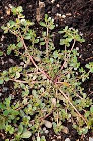 Juste Une Mauvaise Herbe Ou Une Plante Meconnue Qui Renforce La Sante Pourpier Mauvaises Herbes Et Jardins