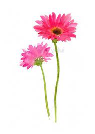 Print Of Gerbera Watercolour Painting Flower Art Botanical Etsy In 2021 Flower Art Botanical Painting Flower Painting
