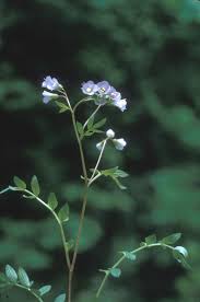 Image result for Campylospermum hiernii