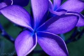 Blue Plumeria Hawaiin Flowers Plumeria Plumeria Flower Tattoos