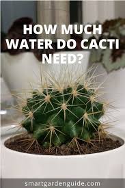 There are many factors which can affect how quickly the potting media will dry out, and as a result, how often to water your cactus plants. How Much Water Do Cacti Need Learn How To Water Your Cactus Houseplants Correctly While Most Cacti Are Used To Desert Co Smart Garden Cactus House Plant Care