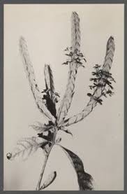 Image result for Lankesteria