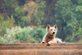 551 likes · 16 talking about this · 117 were here. Croydon Park Veterinary Clinic Pia