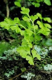Image result for Samanea leptophylla