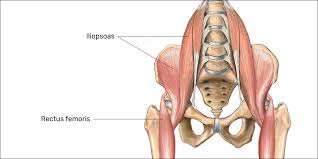 Bones of the pelvis and lower back. Lower Back Pain From Gaming Simplified Esports Healthcare