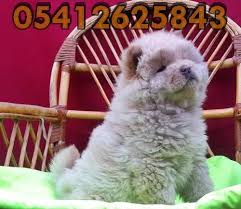 Bursa Kopek Ciftligi Kopek Chow Chow Aslan