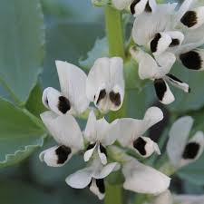 Image result for Vicia faba