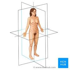 This can effectively educate everyone on the female human body. Basic Anatomy Terminology Organ Systems Major Vessels Kenhub