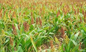 We did not find results for: Plants That Look Like Corn Stalks Top Suggestions