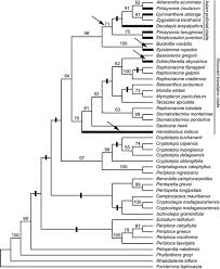 Image result for Parquetina calophylla