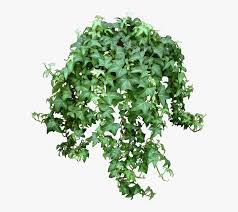 1795 x 5209 png 1779 кб. Transparent Vine Png Hanging Plants No Background Png Download Transparent Png Image Pngitem