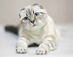 top 10 best modern and cutest cat breeds on the earth daily pet guide milye kotiki kotyata shotlandskaya vislouhaya koshka