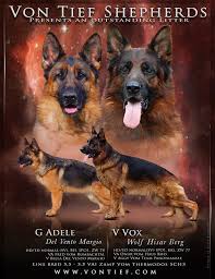 The german shepherd is a relatively new breed of dog, with its origin dating to 1899. Von Tief German Shepherd Puppies In Wisconsin German Shepherd Puppies Shepherd Puppies Puppies