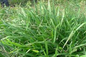Image result for Paspalum