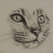 Bright Eyes Cat Art Animal Drawings Cat Drawing