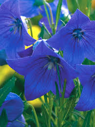 Image result for Platycodon