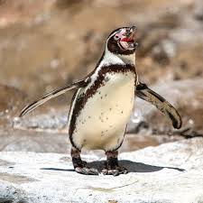 Image result for penguin